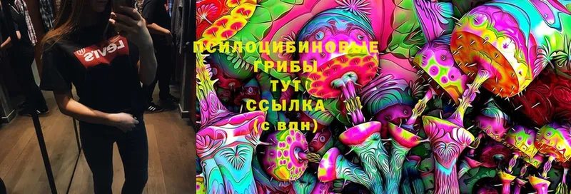 где можно купить   Калуга  Галлюциногенные грибы Psilocybine cubensis 